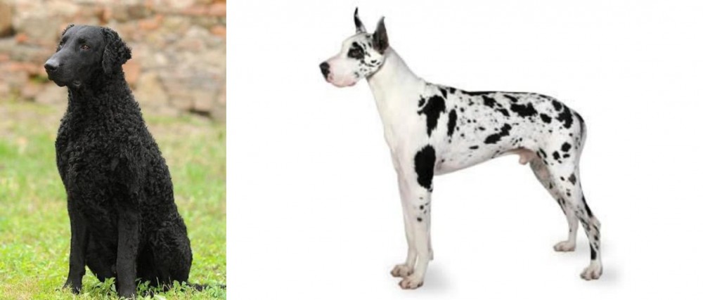 Great Dane vs Curly Coated Retriever - Breed Comparison