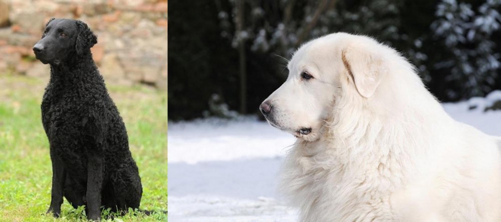 Great Pyrenees vs Curly Coated Retriever - Breed Comparison
