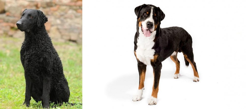 Greater Swiss Mountain Dog vs Curly Coated Retriever - Breed Comparison