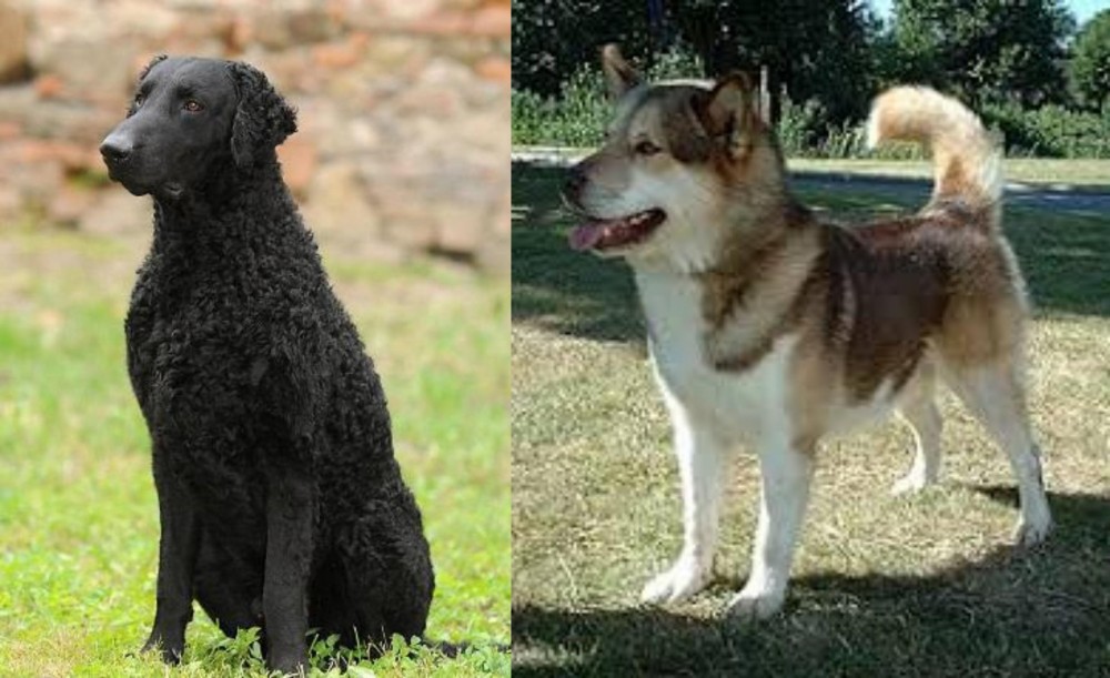 Greenland Dog vs Curly Coated Retriever - Breed Comparison