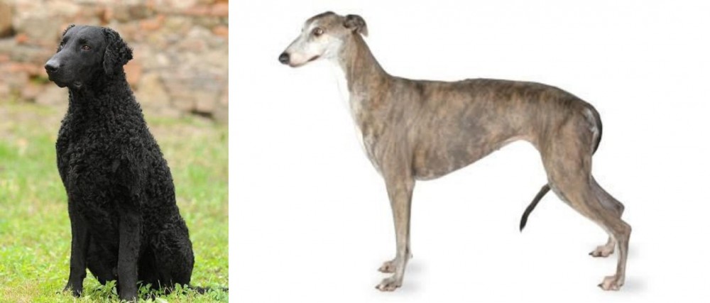 Greyhound vs Curly Coated Retriever - Breed Comparison