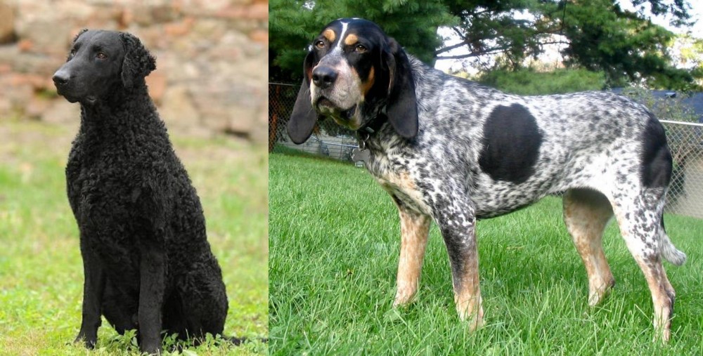 Griffon Bleu de Gascogne vs Curly Coated Retriever - Breed Comparison