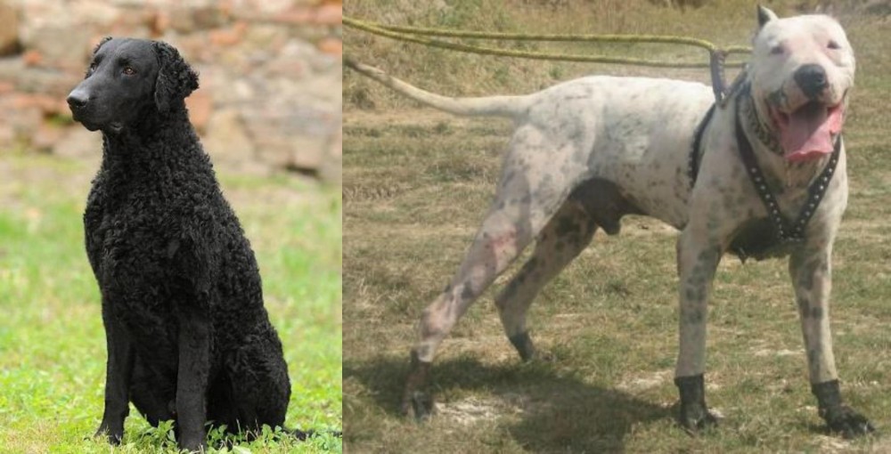 Gull Dong vs Curly Coated Retriever - Breed Comparison