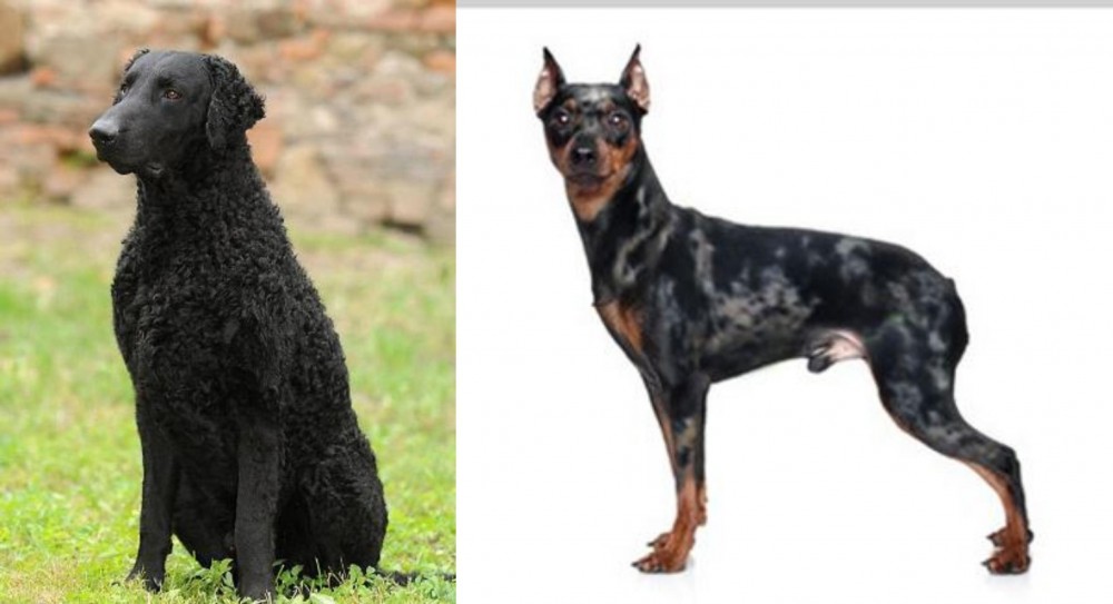 Harlequin Pinscher vs Curly Coated Retriever - Breed Comparison
