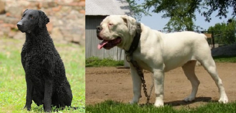 Hermes Bulldogge vs Curly Coated Retriever - Breed Comparison