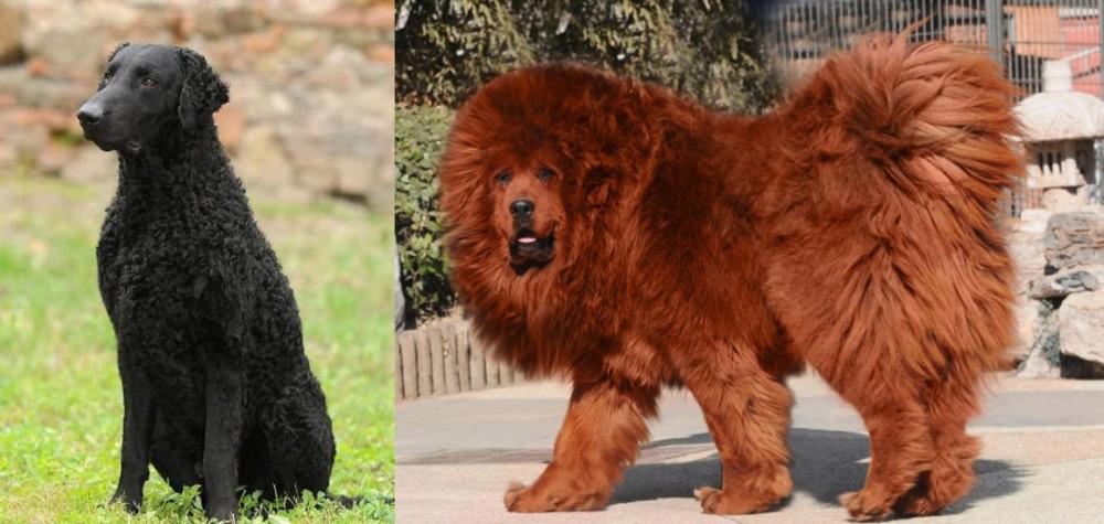 Himalayan Mastiff vs Curly Coated Retriever - Breed Comparison