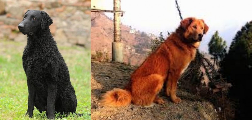 Himalayan Sheepdog vs Curly Coated Retriever - Breed Comparison