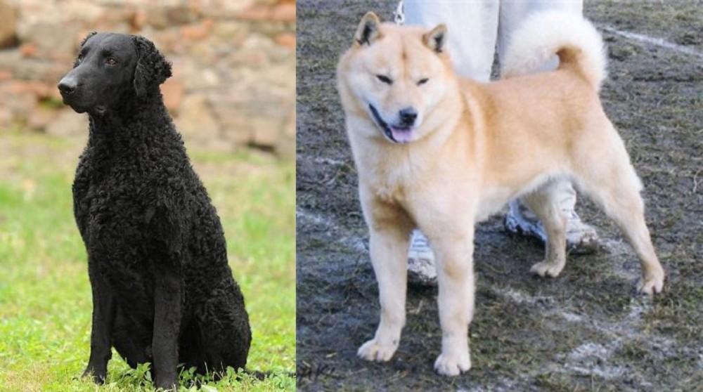 Hokkaido vs Curly Coated Retriever - Breed Comparison