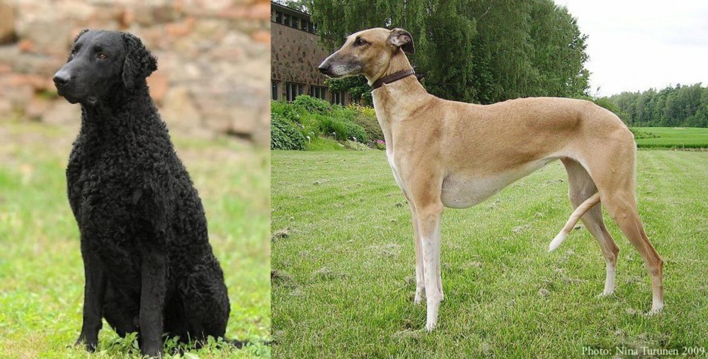 Hortaya Borzaya vs Curly Coated Retriever - Breed Comparison