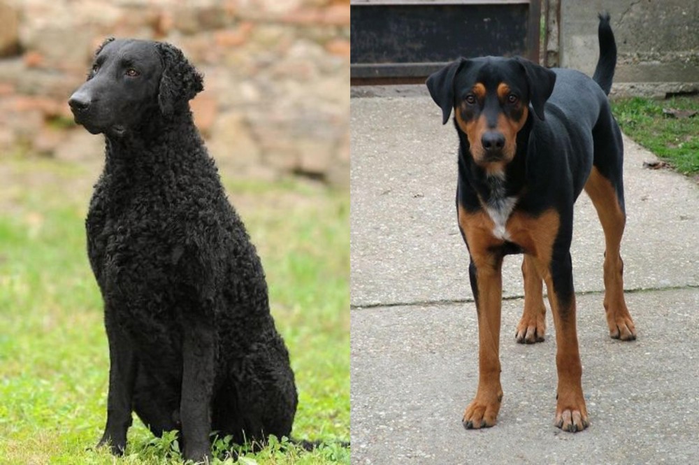 Hungarian Hound vs Curly Coated Retriever - Breed Comparison