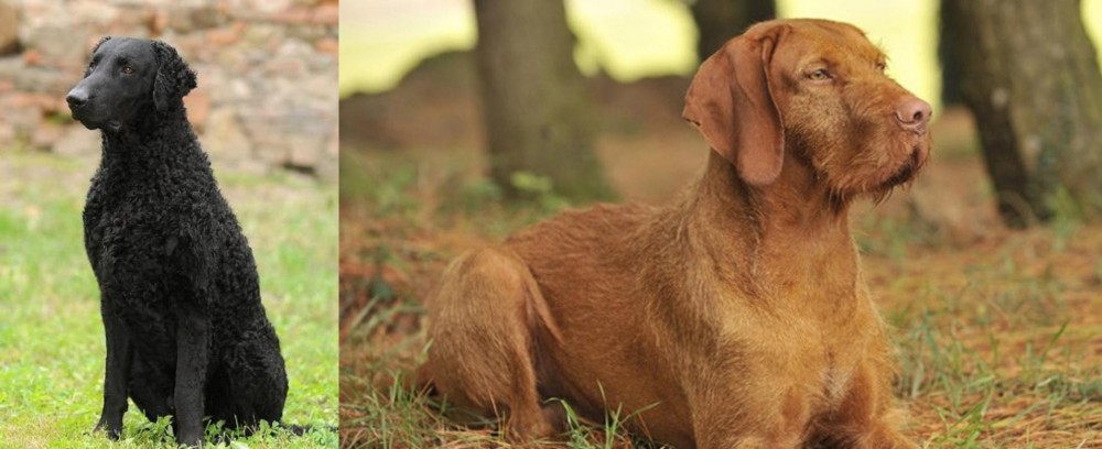 Hungarian Wirehaired Vizsla vs Curly Coated Retriever - Breed Comparison