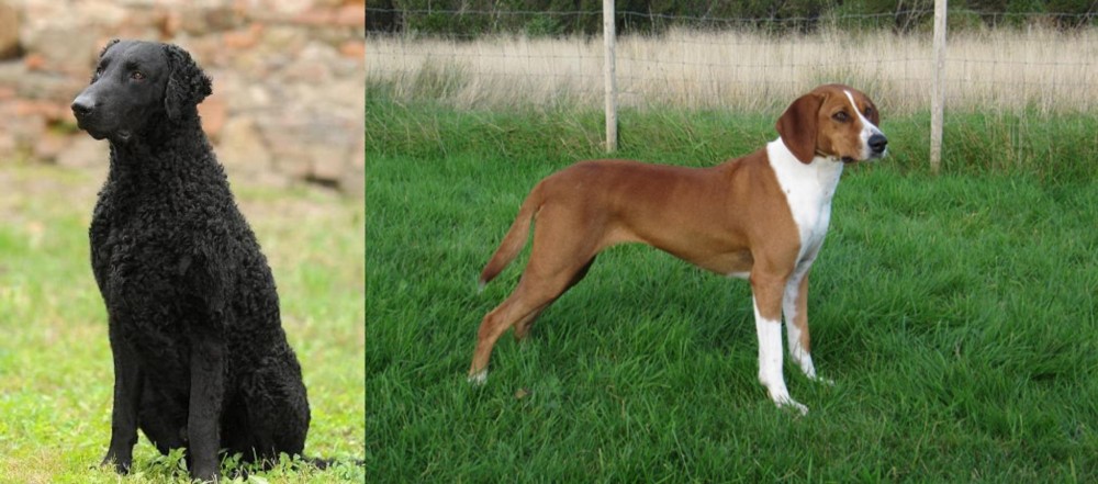 Hygenhund vs Curly Coated Retriever - Breed Comparison