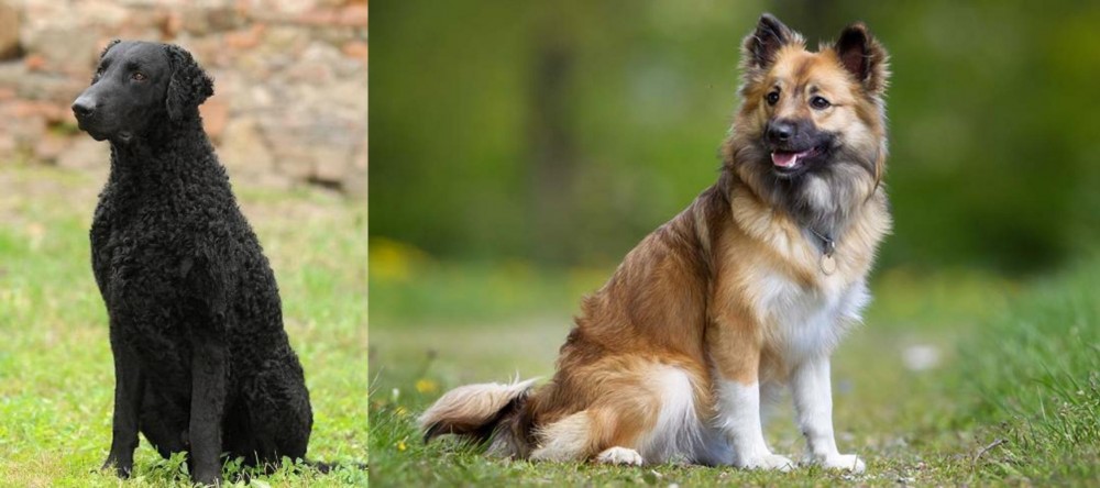 Icelandic Sheepdog vs Curly Coated Retriever - Breed Comparison