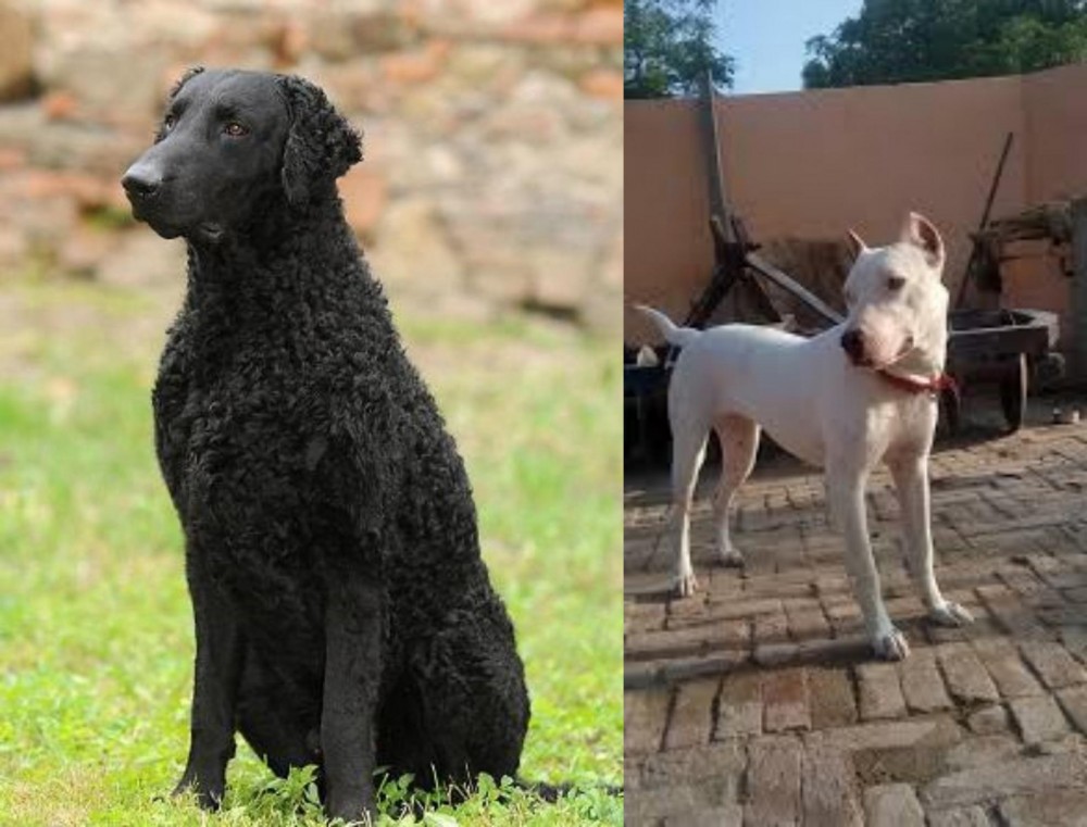 Indian Bull Terrier vs Curly Coated Retriever - Breed Comparison