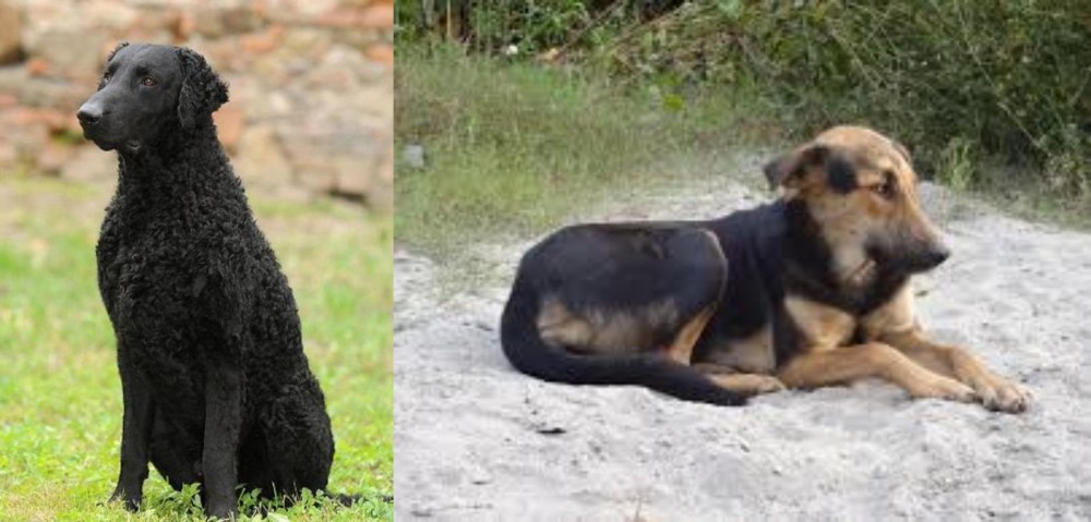 Indian Pariah Dog vs Curly Coated Retriever - Breed Comparison