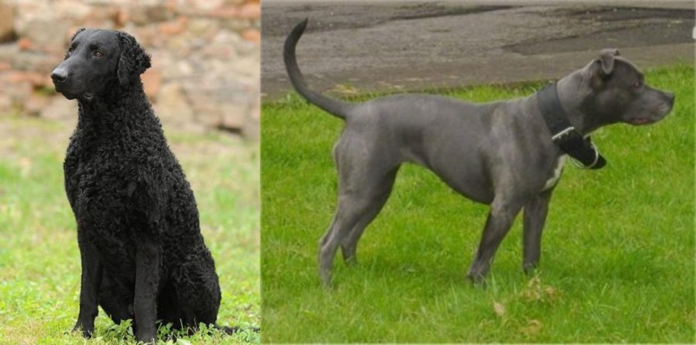 Irish Bull Terrier vs Curly Coated Retriever - Breed Comparison