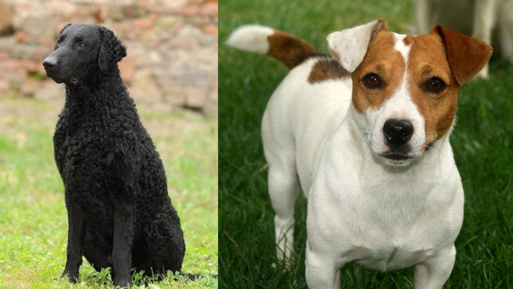 Irish Jack Russell vs Curly Coated Retriever - Breed Comparison