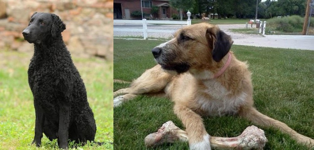 Irish Mastiff Hound vs Curly Coated Retriever - Breed Comparison