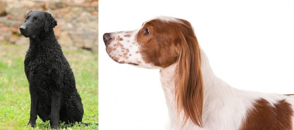 Irish Red and White Setter vs Curly Coated Retriever - Breed Comparison