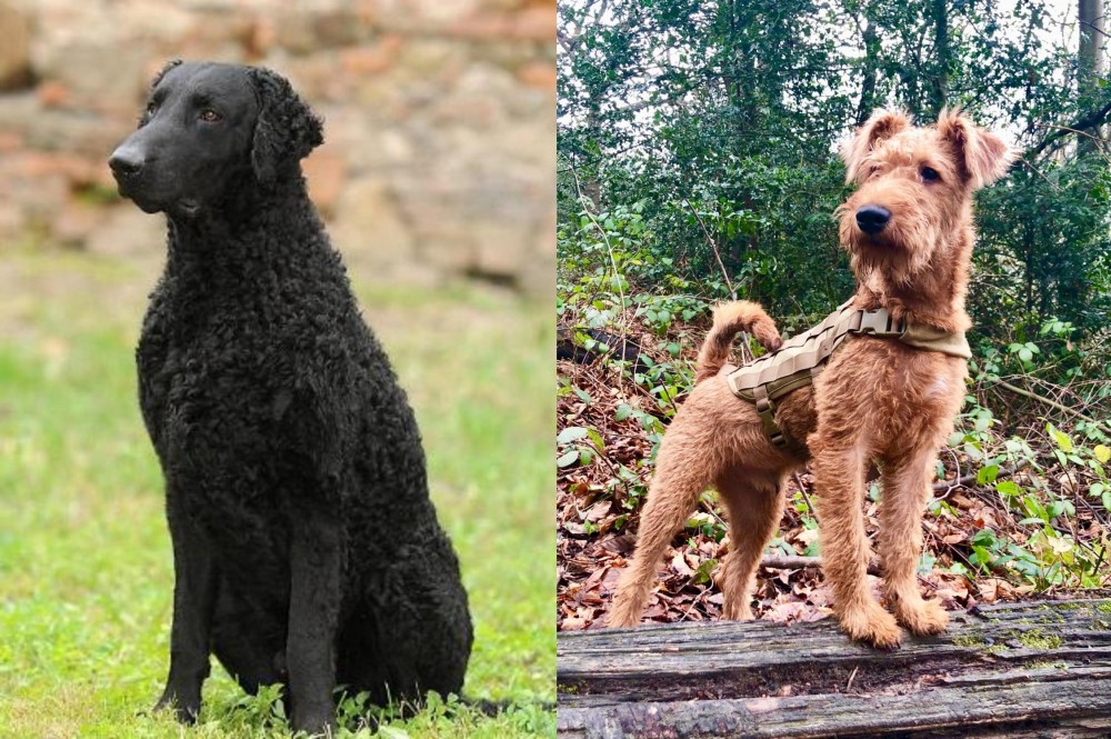 Irish Terrier vs Curly Coated Retriever - Breed Comparison