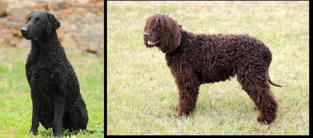 Irish Water Spaniel vs Curly Coated Retriever - Breed Comparison