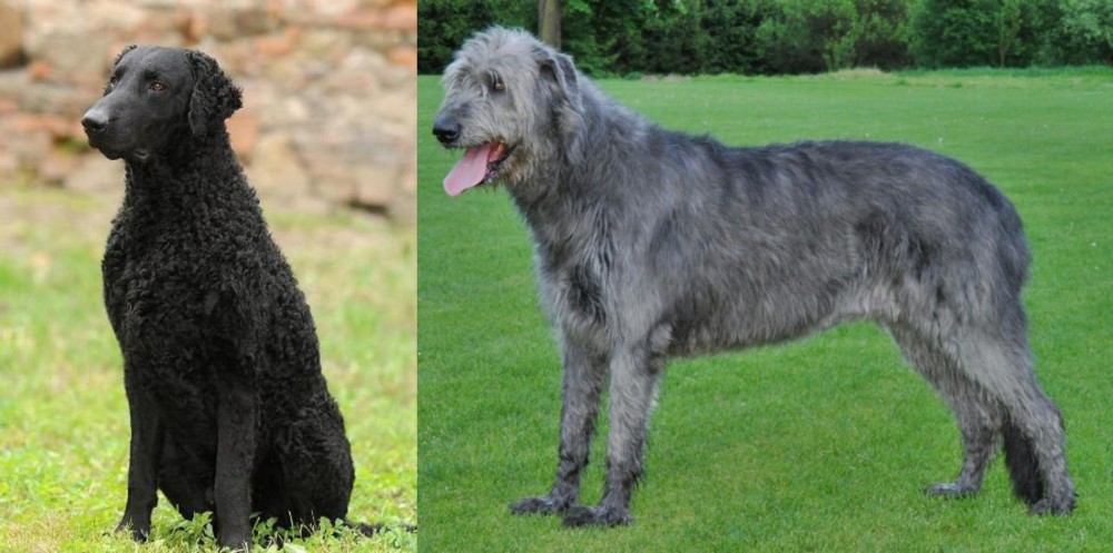 Irish Wolfhound vs Curly Coated Retriever - Breed Comparison