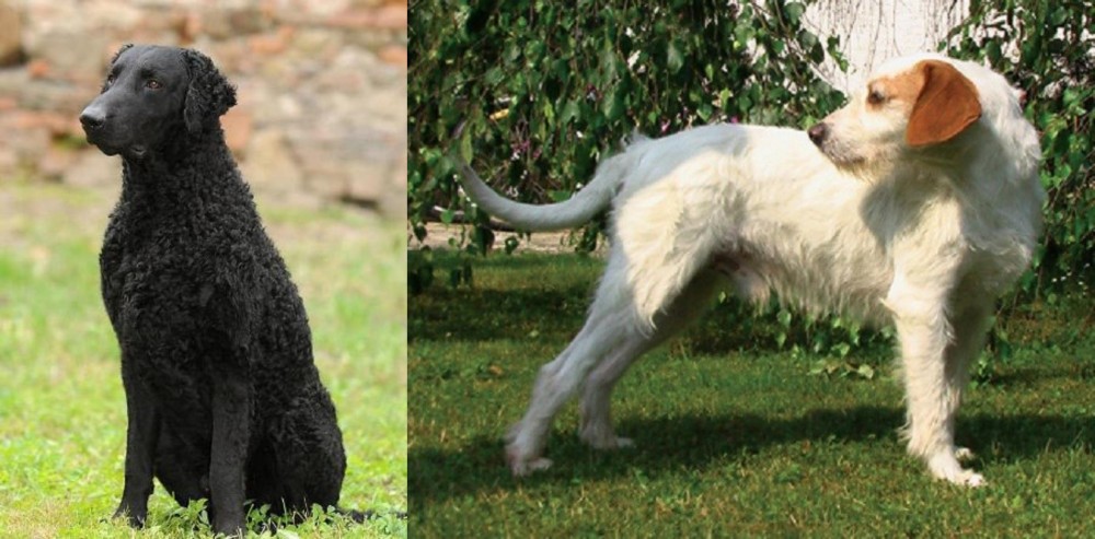Istarski Ostrodlaki Gonic vs Curly Coated Retriever - Breed Comparison