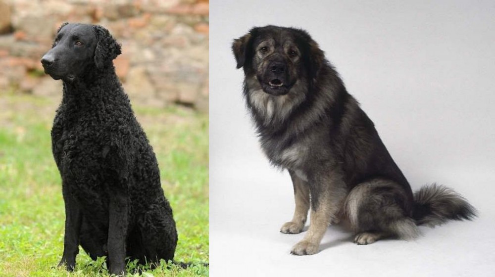 Istrian Sheepdog vs Curly Coated Retriever - Breed Comparison