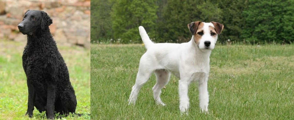 Jack Russell Terrier vs Curly Coated Retriever - Breed Comparison