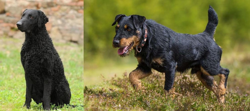 Jagdterrier vs Curly Coated Retriever - Breed Comparison