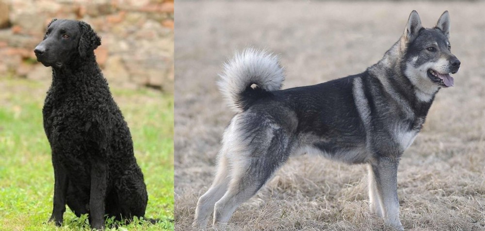 Jamthund vs Curly Coated Retriever - Breed Comparison