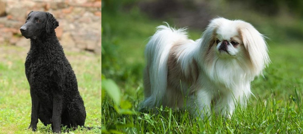 Japanese Chin vs Curly Coated Retriever - Breed Comparison