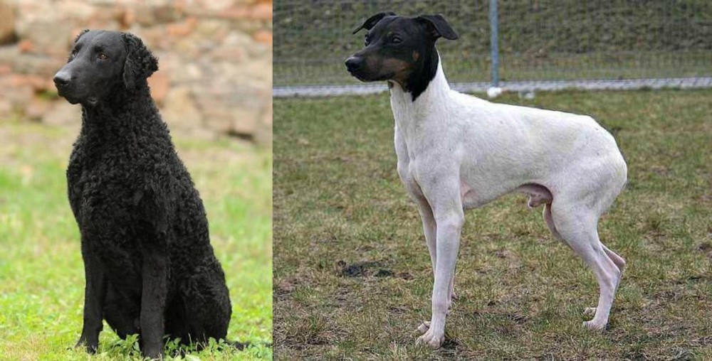 Japanese Terrier vs Curly Coated Retriever - Breed Comparison