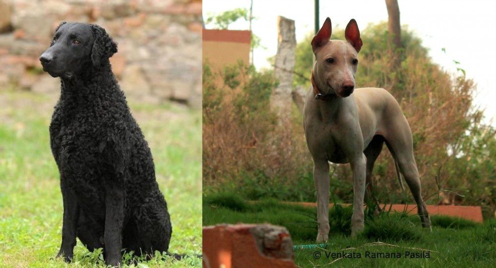 Jonangi vs Curly Coated Retriever - Breed Comparison