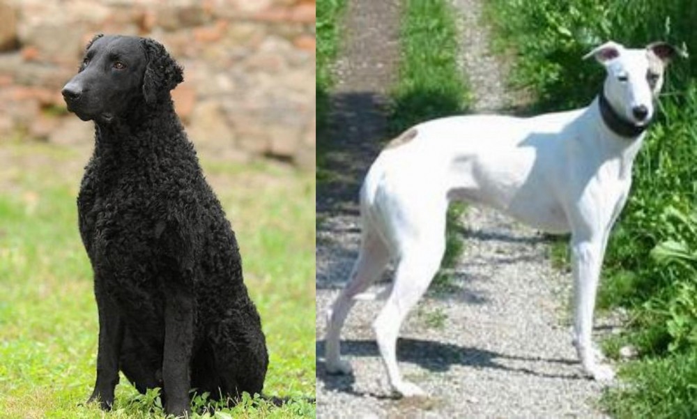 Kaikadi vs Curly Coated Retriever - Breed Comparison