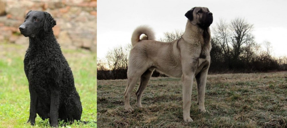 Kangal Dog vs Curly Coated Retriever - Breed Comparison