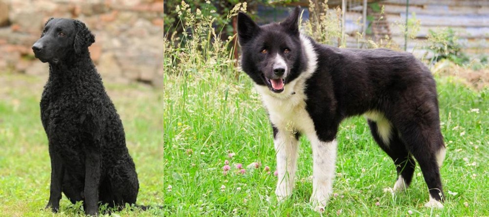 Karelian Bear Dog vs Curly Coated Retriever - Breed Comparison