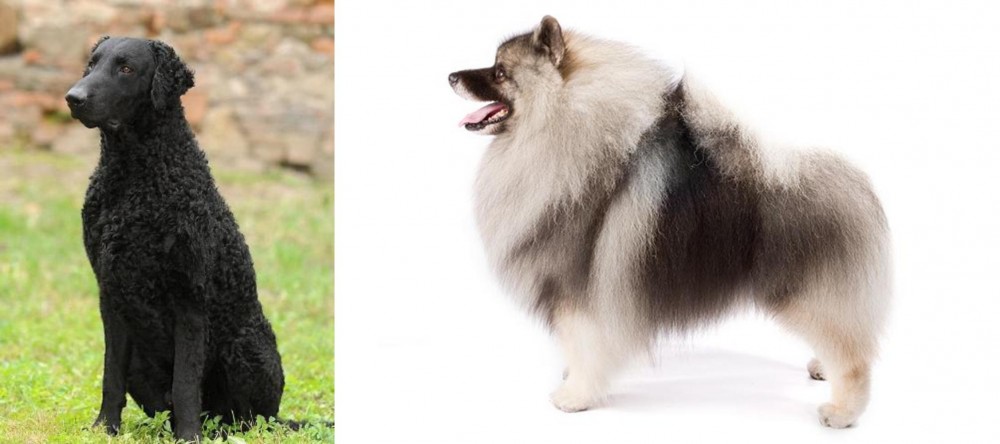 Keeshond vs Curly Coated Retriever - Breed Comparison