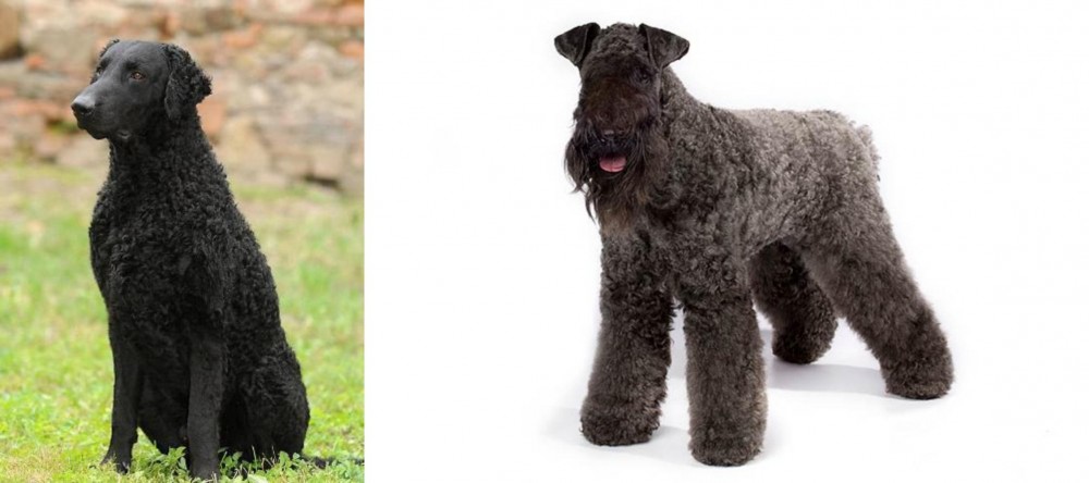 Kerry Blue Terrier vs Curly Coated Retriever - Breed Comparison