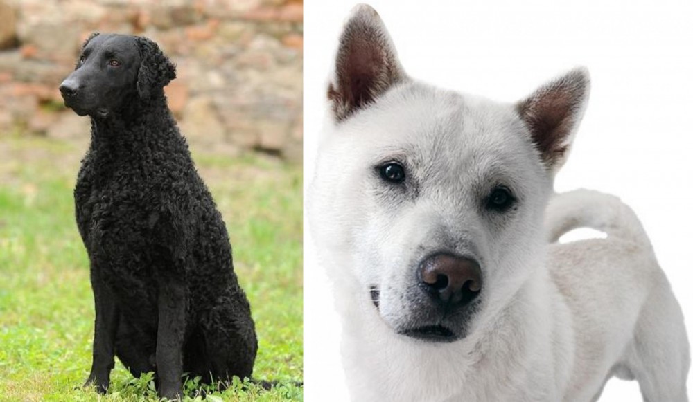 Kishu vs Curly Coated Retriever - Breed Comparison