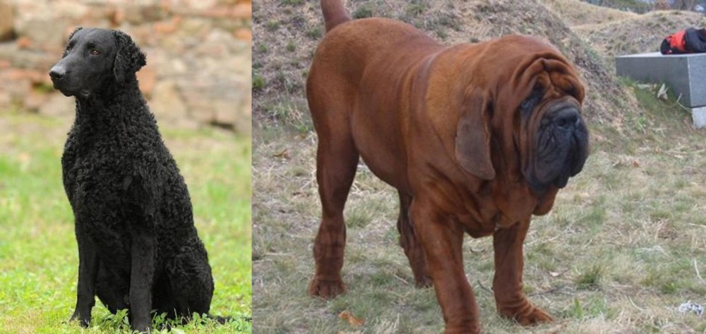 Korean Mastiff vs Curly Coated Retriever - Breed Comparison