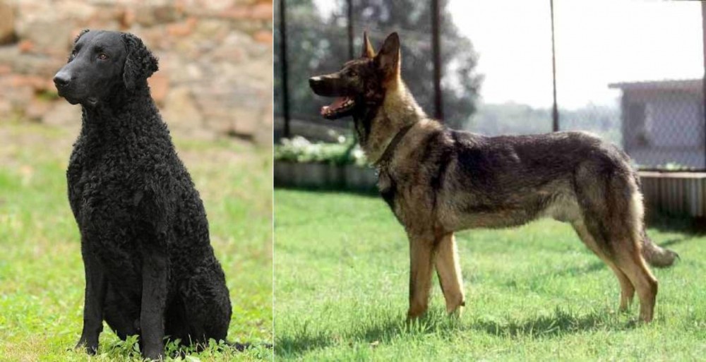 Kunming Dog vs Curly Coated Retriever - Breed Comparison
