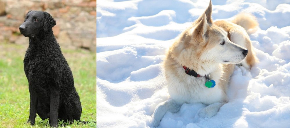 Labrador Husky vs Curly Coated Retriever - Breed Comparison