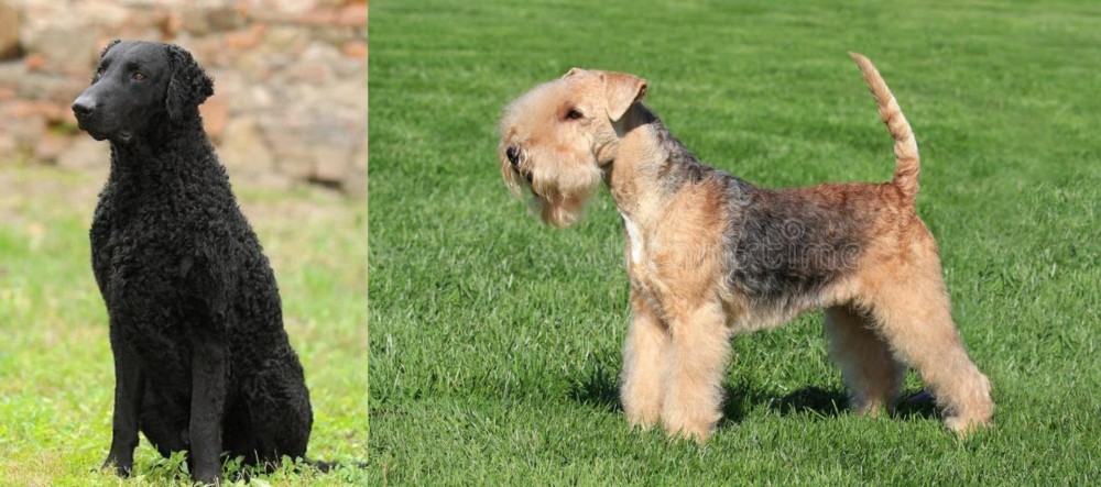 Lakeland Terrier vs Curly Coated Retriever - Breed Comparison