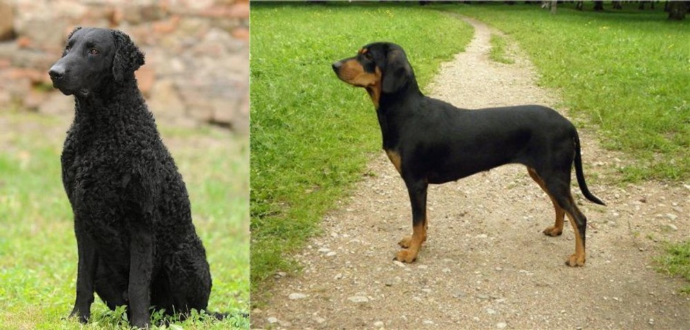 Latvian Hound vs Curly Coated Retriever - Breed Comparison