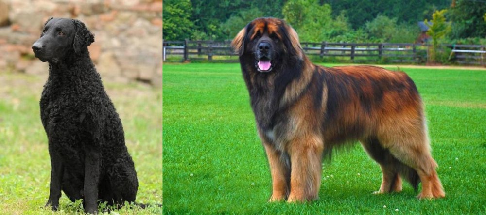 Leonberger vs Curly Coated Retriever - Breed Comparison