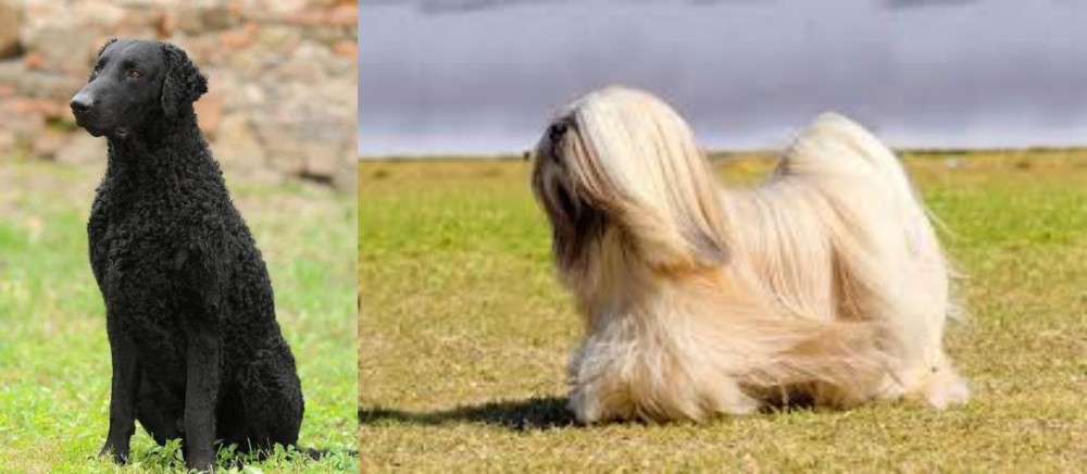 Lhasa Apso vs Curly Coated Retriever - Breed Comparison