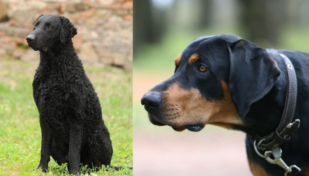 Lithuanian Hound vs Curly Coated Retriever - Breed Comparison
