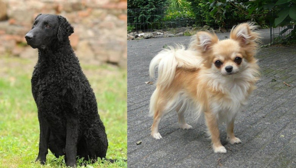 Long Haired Chihuahua vs Curly Coated Retriever - Breed Comparison