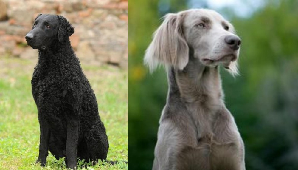 Longhaired Weimaraner vs Curly Coated Retriever - Breed Comparison